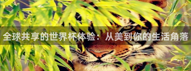 今年的世界杯:全球共享的世界杯体验:从美到你的生活角落